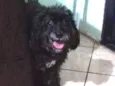 Belinha 
