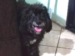 Cachorro raça Poodle idade 3 anos nome Belinha 