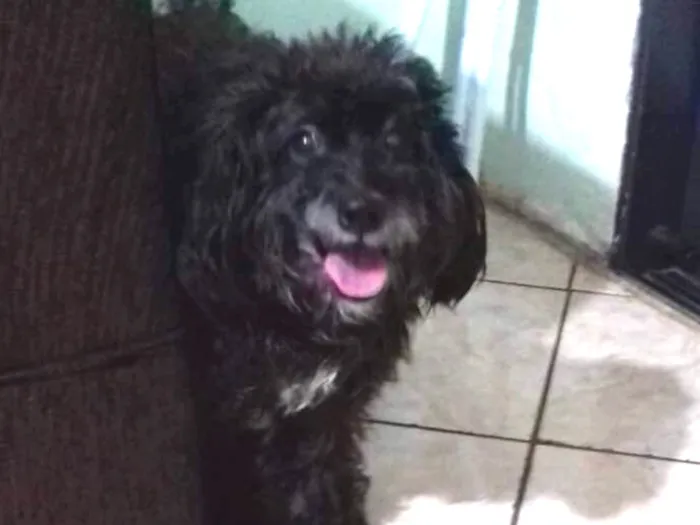 Cachorro ra a Poodle idade 3 anos nome Belinha 