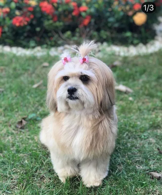 Cachorro ra a Lhasa Apso idade 5 anos nome Capitu