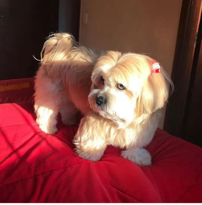 Cachorro ra a Lhasa Apso idade 5 anos nome Capitu