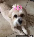 Capitu