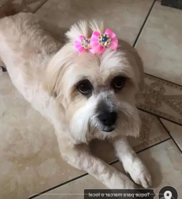 Cachorro ra a Lhasa Apso idade 5 anos nome Capitu