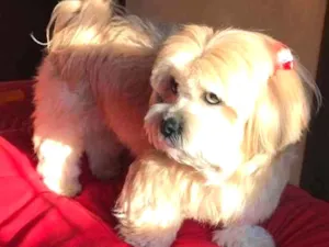 Cachorro raça Lhasa Apso idade 5 anos nome Capitu