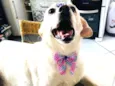 Meg