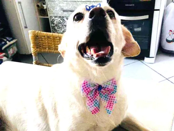 Cachorro ra a Vira Lata idade 6 ou mais anos nome Meg