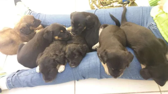 Cachorro ra a Srd idade Abaixo de 2 meses nome Filhotes 