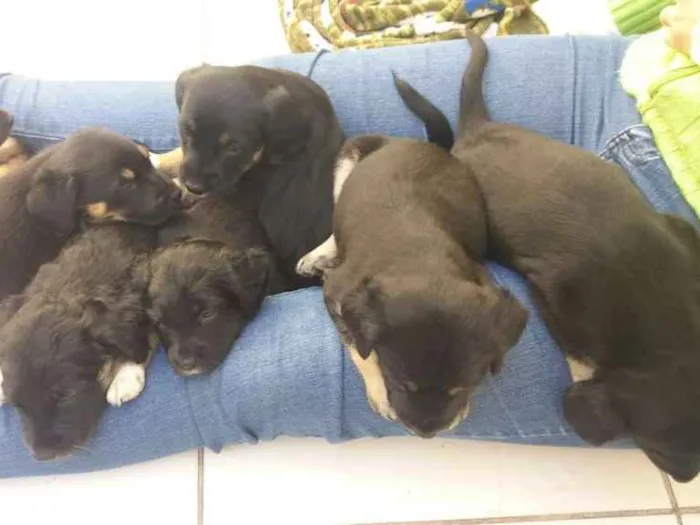 Cachorro ra a Srd idade Abaixo de 2 meses nome Filhotes 
