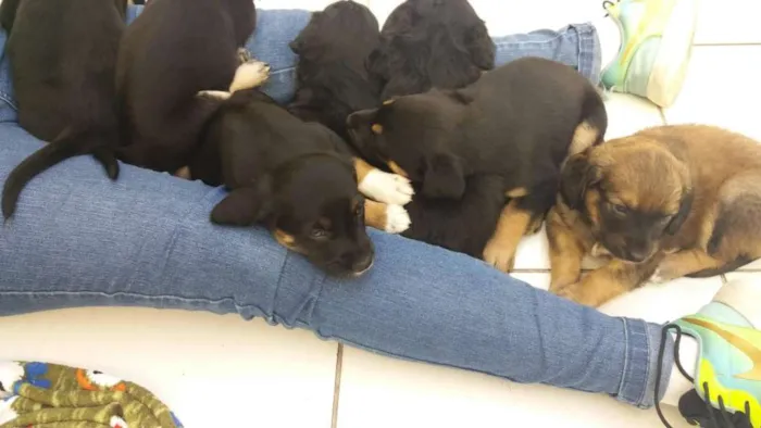 Cachorro ra a Srd idade Abaixo de 2 meses nome Filhotes 