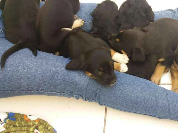 Cachorro ra a Srd idade Abaixo de 2 meses nome Filhotes 