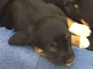 Cachorro raça Srd idade Abaixo de 2 meses nome Filhotes 