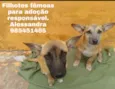 Pérola e Jade
