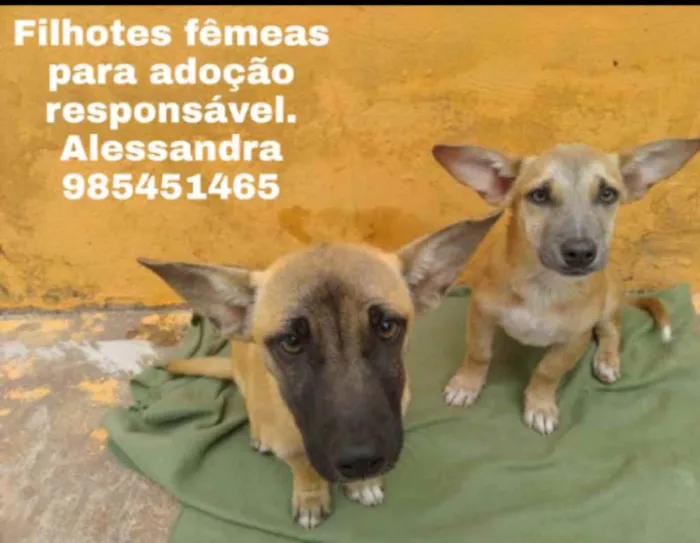 Cachorro ra a Srd idade 2 a 6 meses nome Pérola e Jade