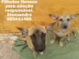 Pérola e Jade