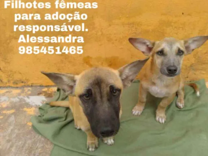 Cachorro ra a Srd idade 2 a 6 meses nome Pérola e Jade