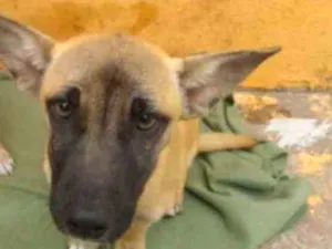 Cachorro raça Srd idade 2 a 6 meses nome Pérola e Jade