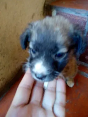 Cachorro raça Vira lata idade Abaixo de 2 meses nome Não tem nome