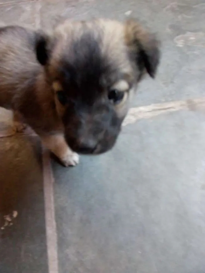Cachorro ra a Vira lata idade Abaixo de 2 meses nome Não tem nome