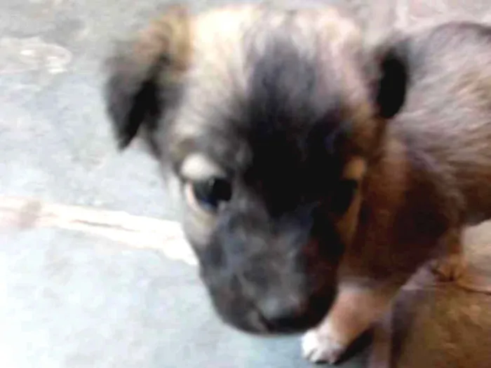 Cachorro ra a Vira lata idade Abaixo de 2 meses nome Não tem nome