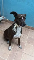Cacau