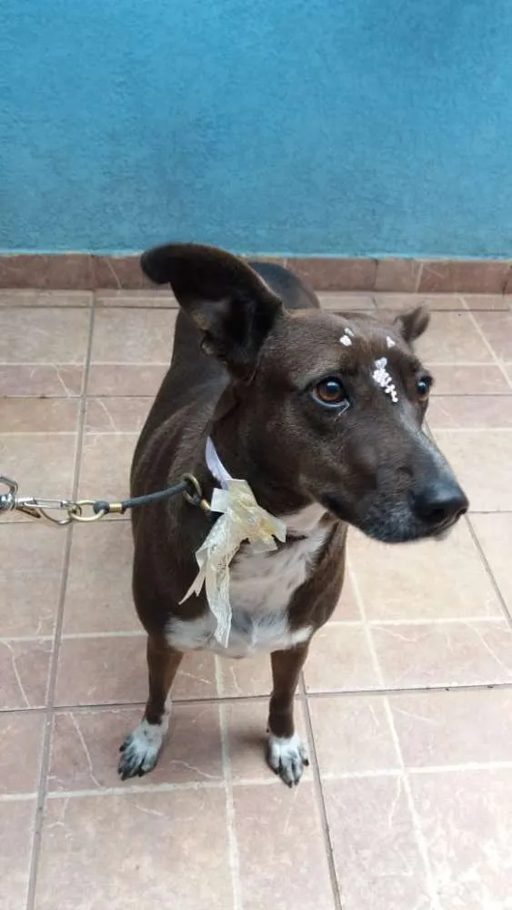 Cachorro ra a Canina idade 2 anos nome Cacau