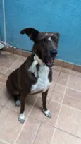 Cacau