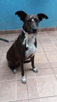 Cacau