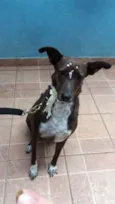 Cacau