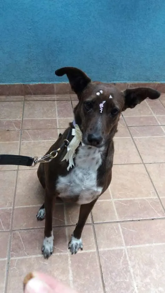 Cachorro ra a Canina idade 2 anos nome Cacau