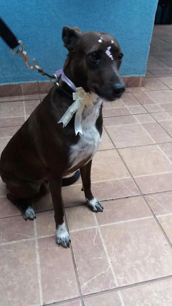 Cachorro ra a Canina idade 2 anos nome Cacau