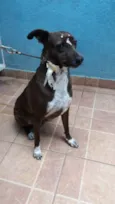 Cacau