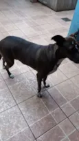 Cacau