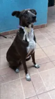 Cacau