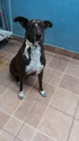 Cacau