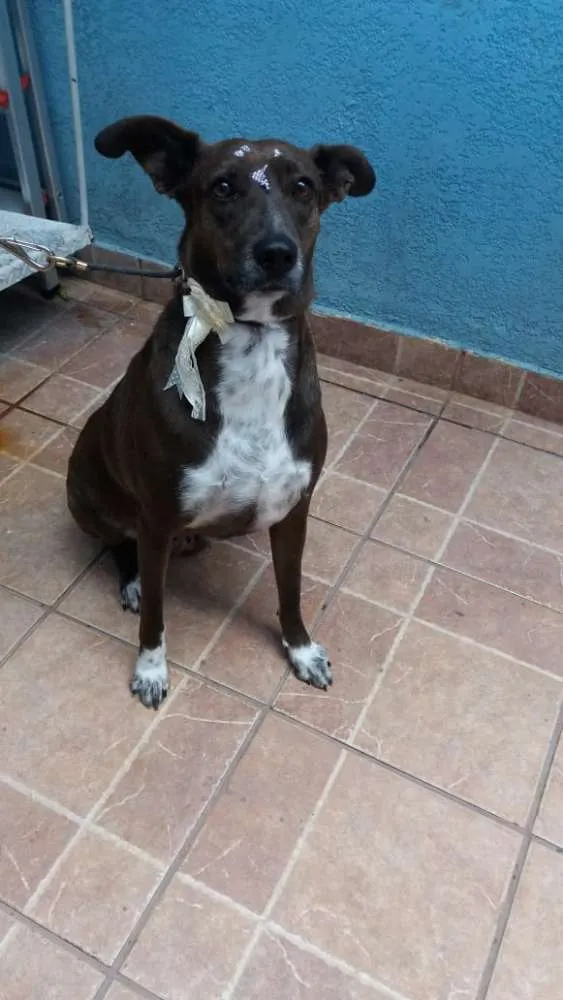 Cachorro ra a Canina idade 2 anos nome Cacau