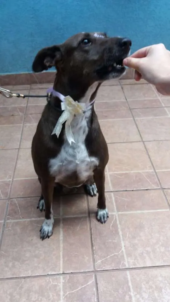Cachorro ra a Canina idade 2 anos nome Cacau