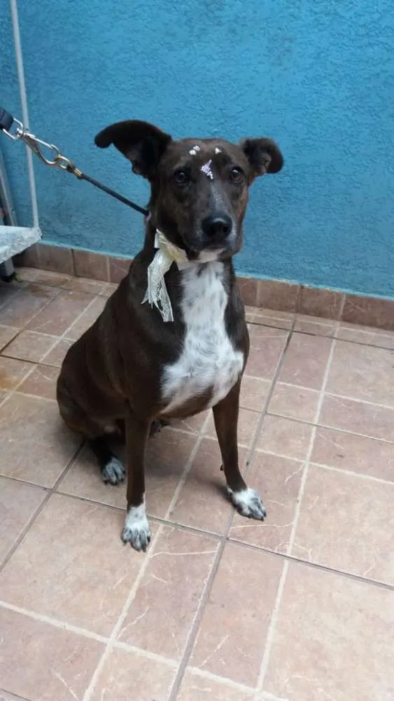 Cachorro ra a Canina idade 2 anos nome Cacau