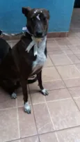 Cacau