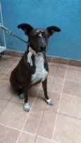 Cacau