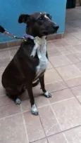 Cacau