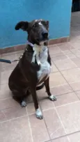 Cacau