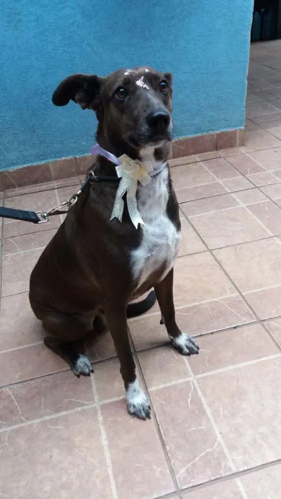 Cachorro ra a Canina idade 2 anos nome Cacau