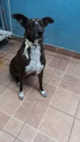 Cacau