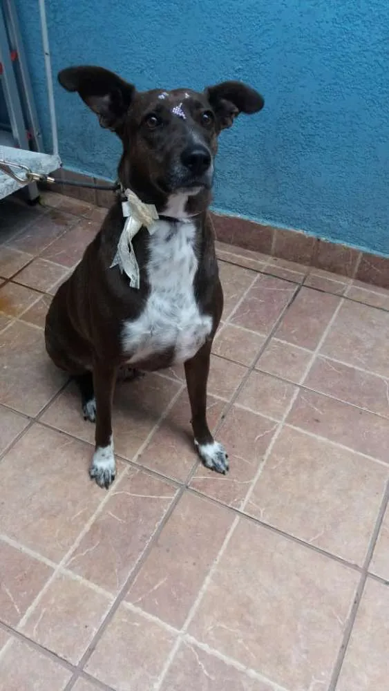 Cachorro ra a Canina idade 2 anos nome Cacau