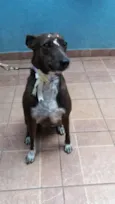 Cacau