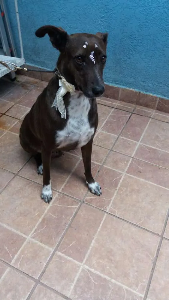 Cachorro ra a Canina idade 2 anos nome Cacau