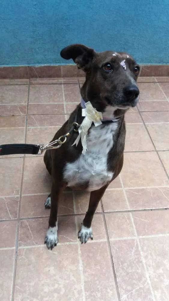 Cachorro ra a Canina idade 2 anos nome Cacau