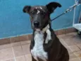 Cacau