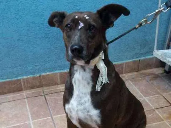 Cachorro ra a Canina idade 2 anos nome Cacau