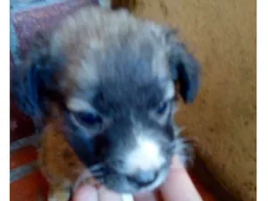 Cachorro raça Vira lata idade Abaixo de 2 meses nome Não tem nome
